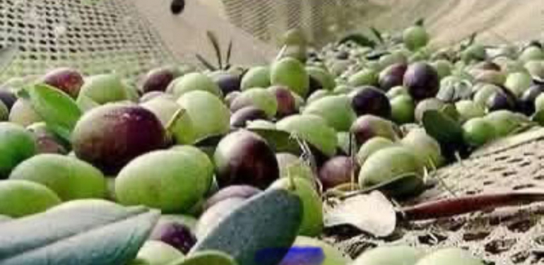 Zeytin dökülmelerine dikkat! – Birlik Haber Ajansı