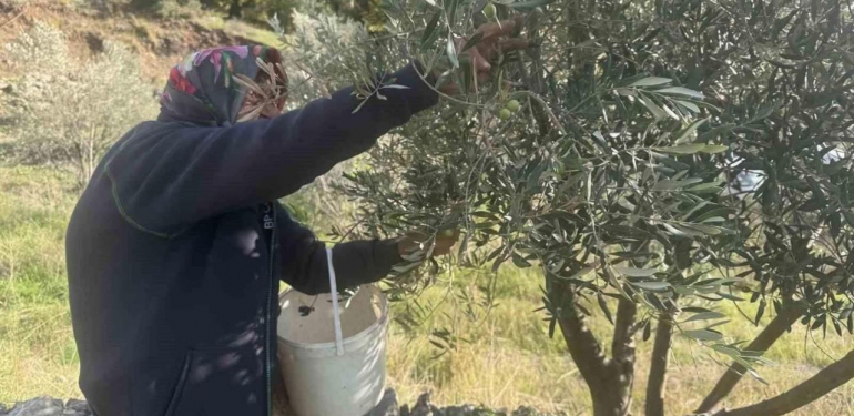 88’lik Emine nine zeytin hasadında rekor kırıyor – Birlik Haber Ajansı