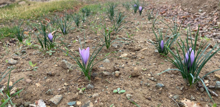 Kralların Baharatı Kırıkkale’de toprakla buluştu – Birlik Haber Ajansı